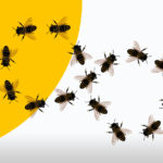 Bees R Amazing! Dancing Bees
