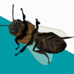 Bees R Amazing! - Enemies