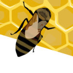 Bees R Amazing! - Honey