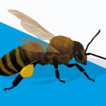 Bees R Amazing! - Humans