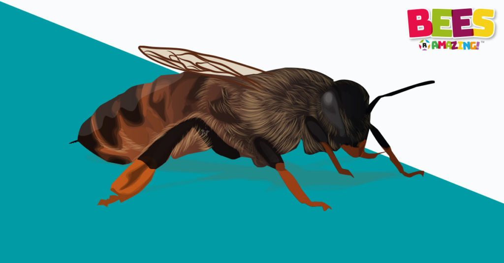 Bees R Amazing! - Queen Bees