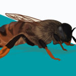 Bees R Amazing! - Queen Bees