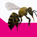 Bees R Amazing! - Sting