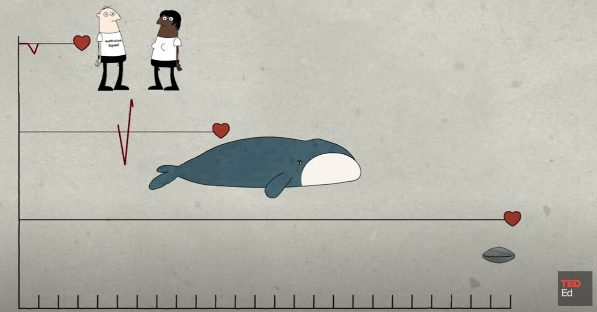 Animal lifespans