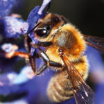 Bees most important living beings
