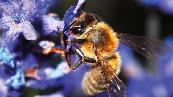 Bees most important living beings