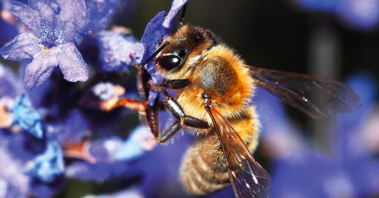 Bees most important living beings