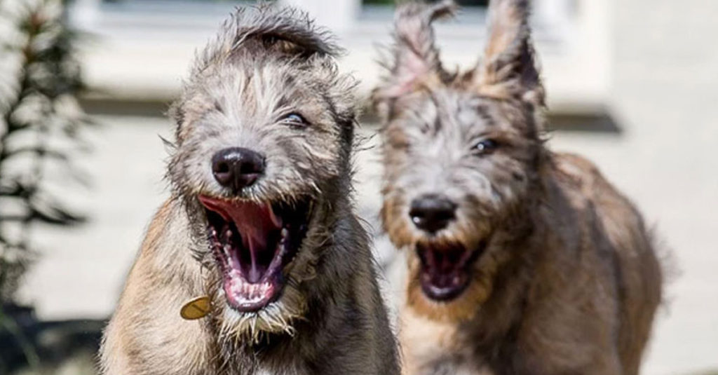 Irish Wolfhounds R Amazing!