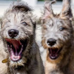 Irish Wolfhounds R Amazing!
