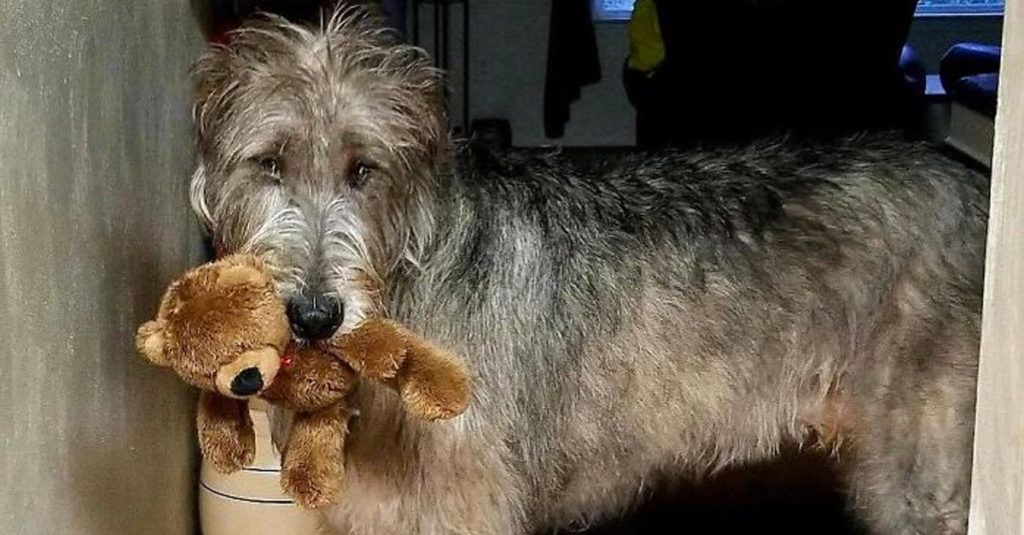 Irish Wolfhounds R Amazing!