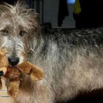 Irish Wolfhounds R Amazing!