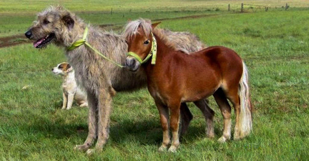 Irish Wolfhounds R Amazing!