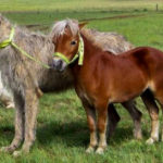 Irish Wolfhounds R Amazing!