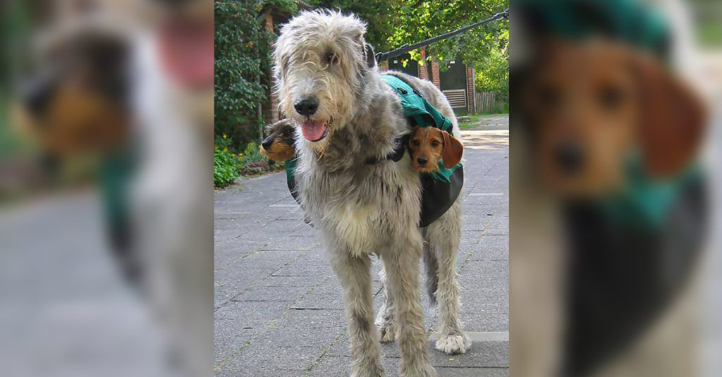 Irish Wolfhounds R Amazing!