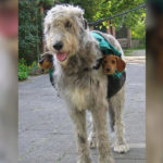 Irish Wolfhounds R Amazing!