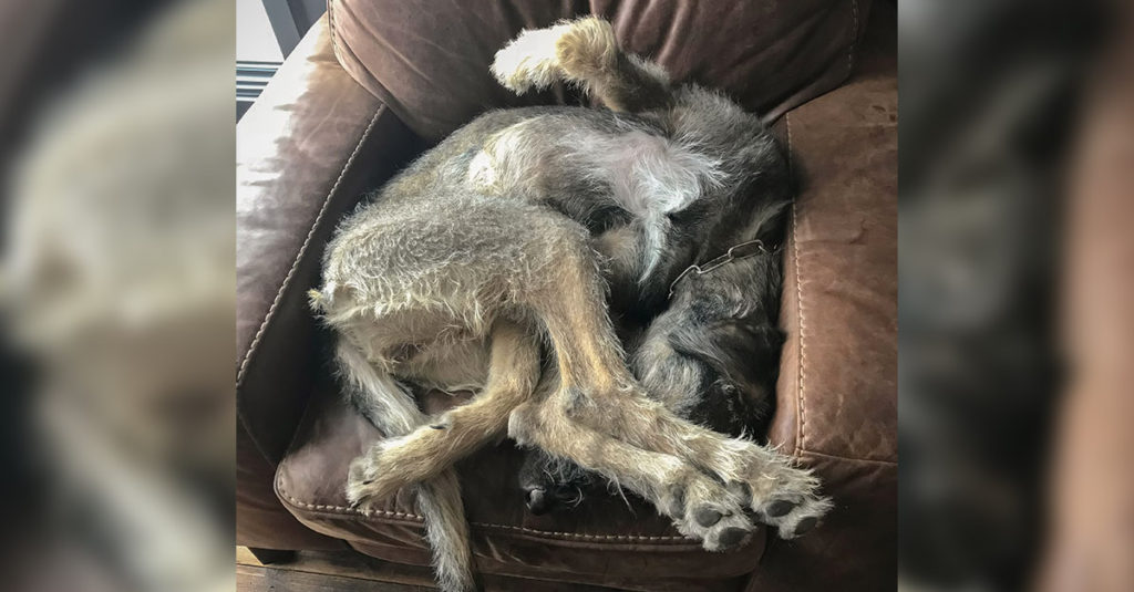 Irish Wolfhounds R Amazing!