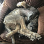 Irish Wolfhounds R Amazing!