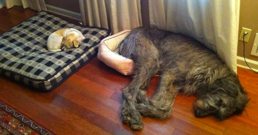 Irish Wolfhounds R Amazing!