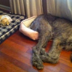 Irish Wolfhounds R Amazing!