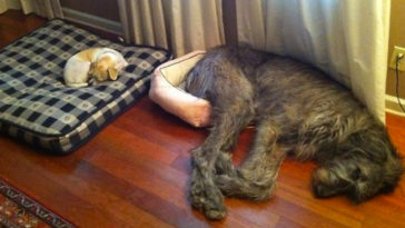 Irish Wolfhounds R Amazing!