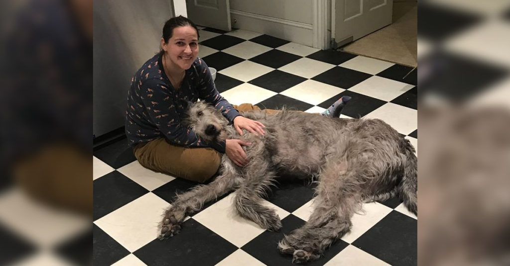 Irish Wolfhounds R Amazing!