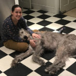 Irish Wolfhounds R Amazing!