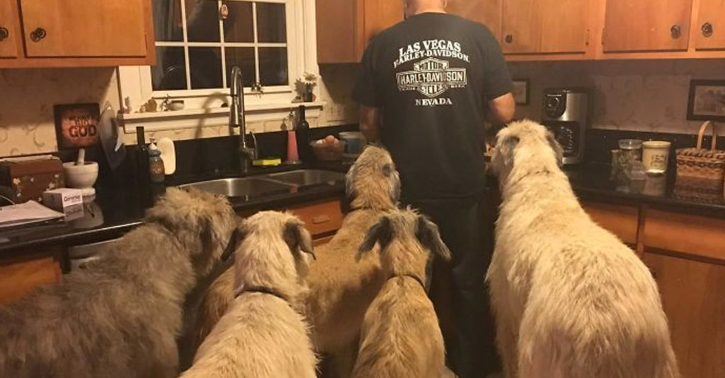 Irish Wolfhounds R Amazing!