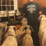 Irish Wolfhounds R Amazing!