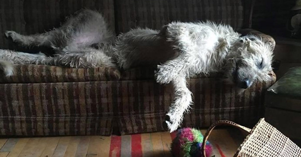 Irish Wolfhounds R Amazing!