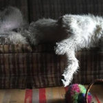 Irish Wolfhounds R Amazing!