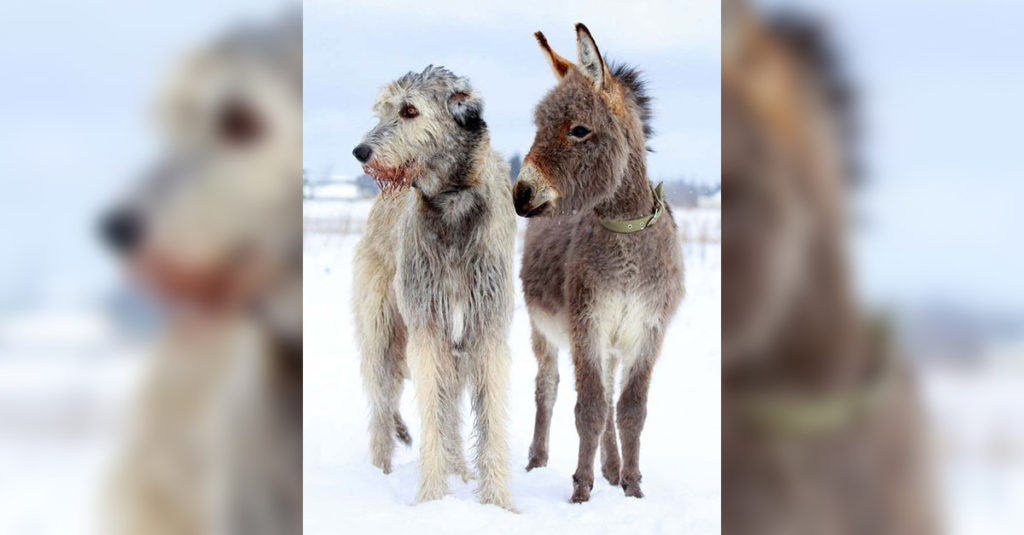Irish Wolfhounds R Amazing!