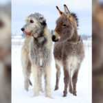 Irish Wolfhounds R Amazing!