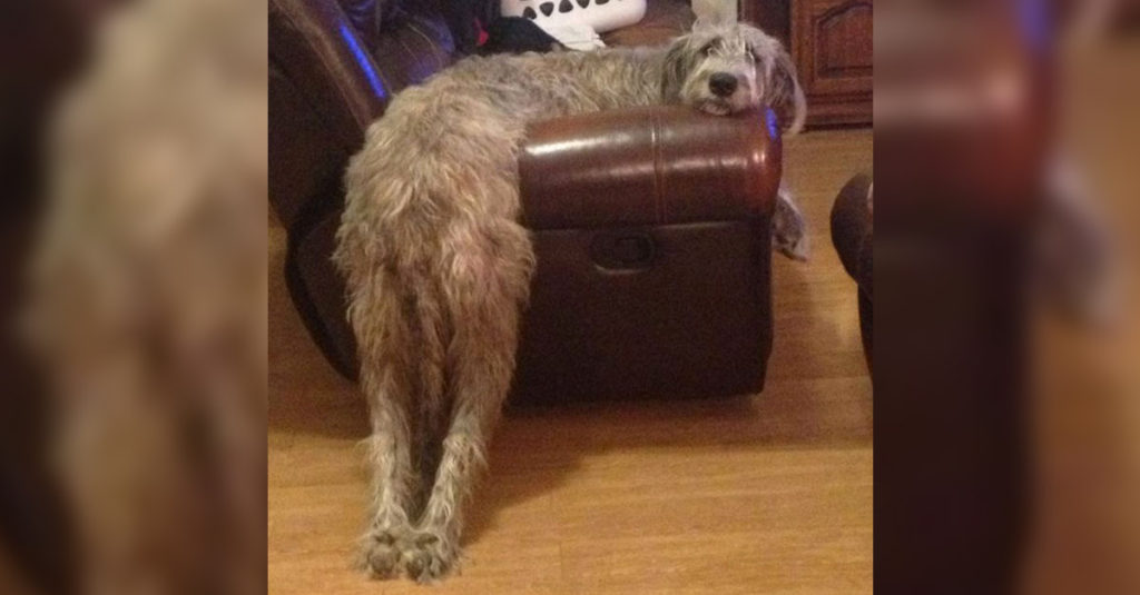 Irish Wolfhounds R Amazing!