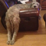 Irish Wolfhounds R Amazing!