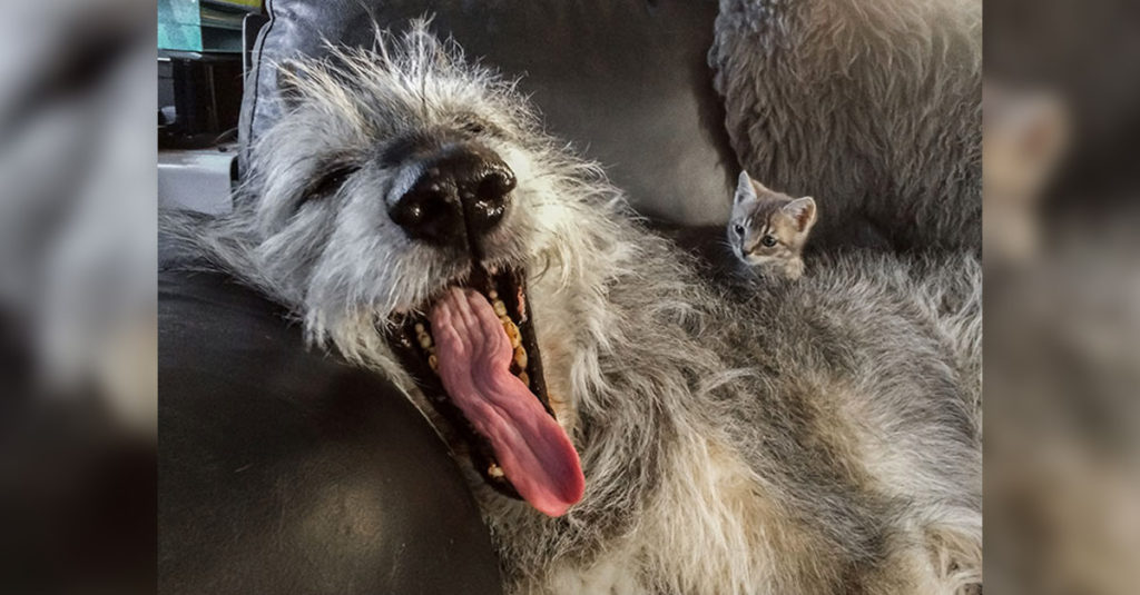 Irish Wolfhounds R Amazing!