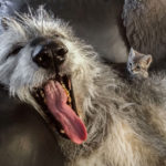 Irish Wolfhounds R Amazing!