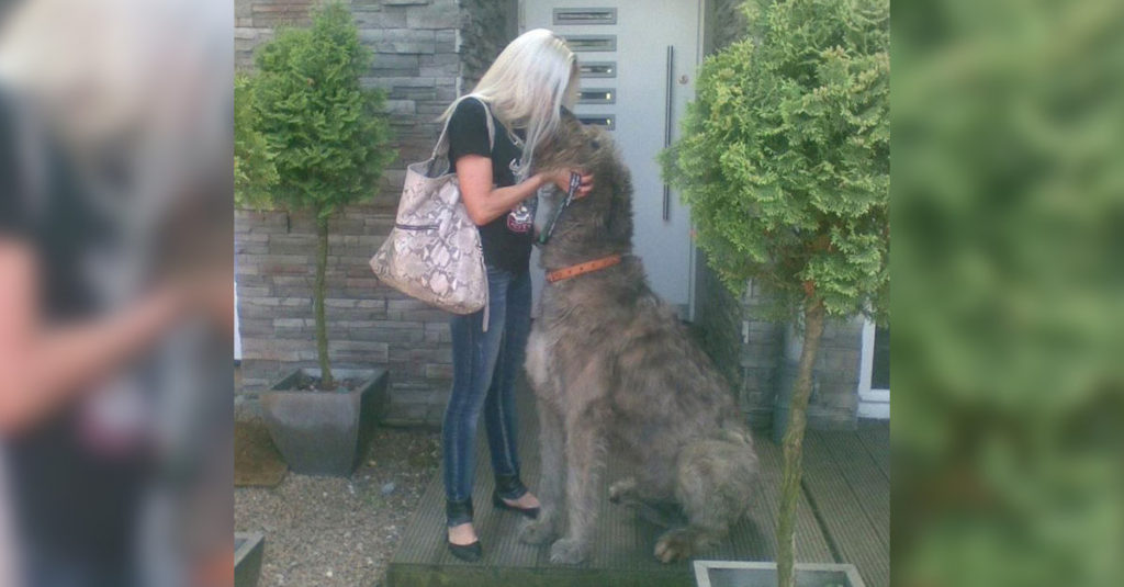 Irish Wolfhounds R Amazing!
