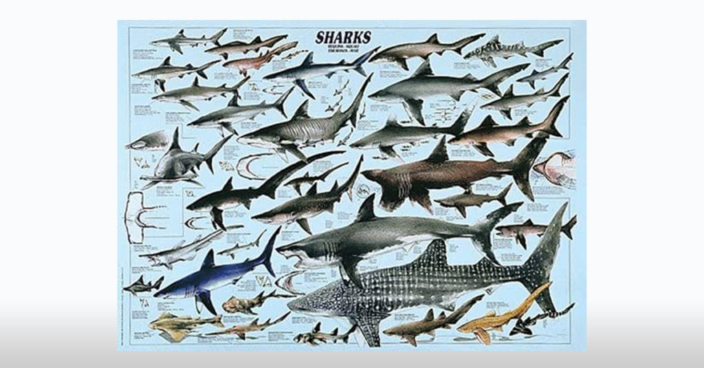 Amazing Shark Products - Shark Poster