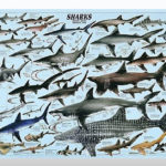 Amazing Shark Products - Shark Poster