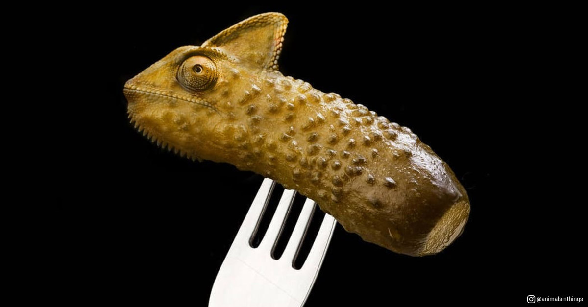 Animals in things - Chameleon and Pickle