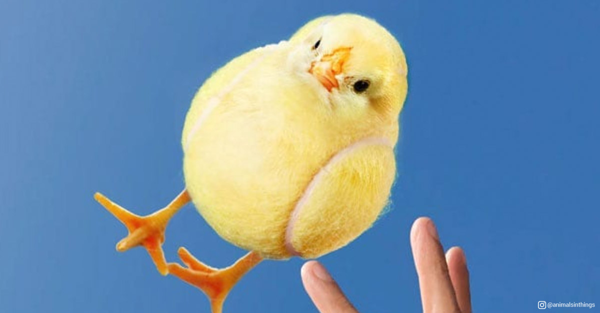 Animals in things - Chick and Tennis ball