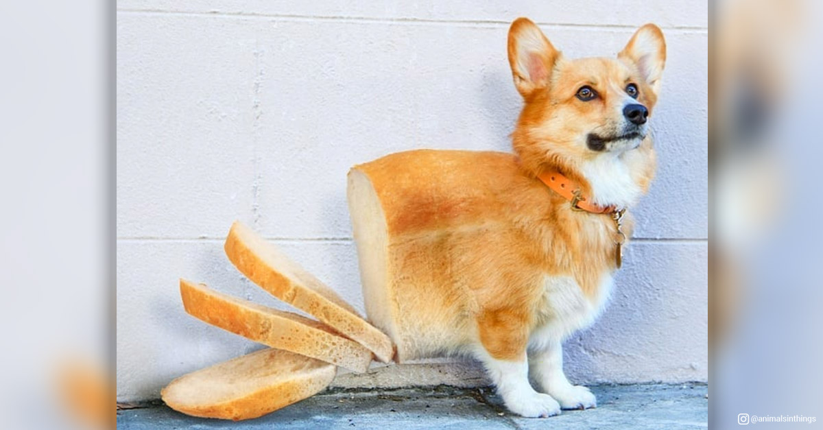 Animals in things - Corgi and Bread
