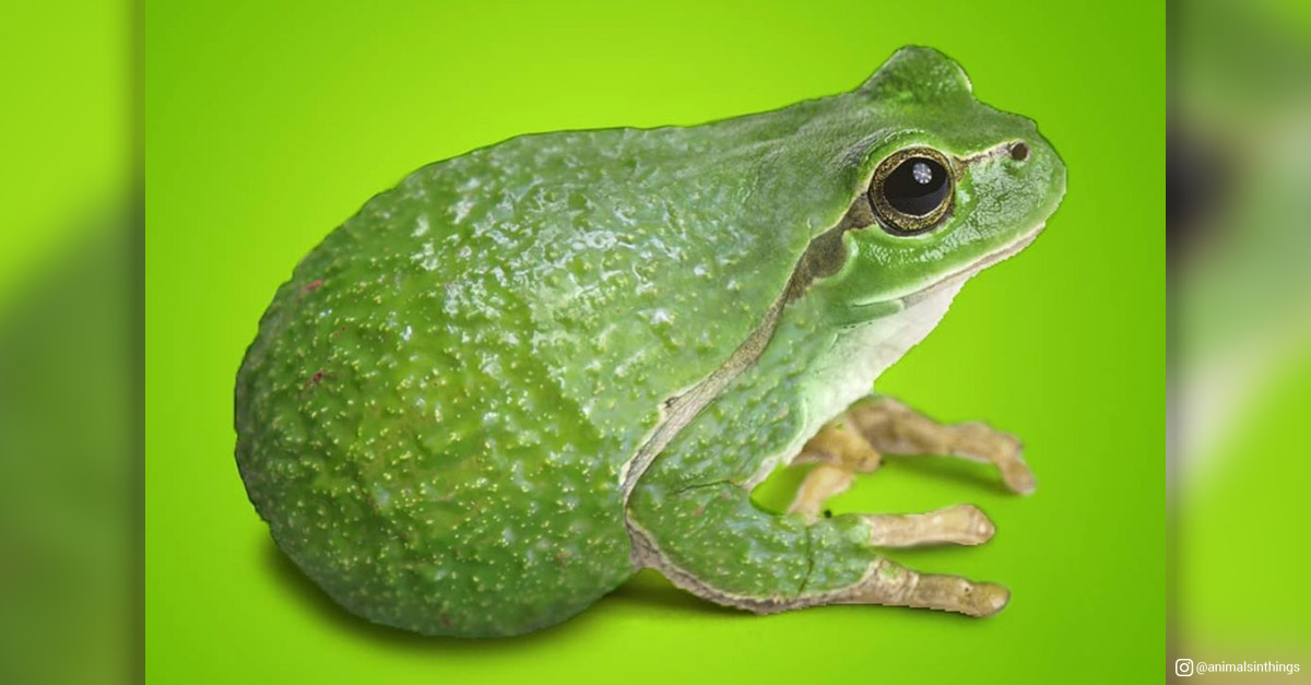Animals in things - Frog and Avocado