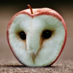 Animals in things - Owl and Apple