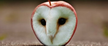 Animals in things - Owl and Apple