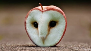 Animals in things - Owl and Apple
