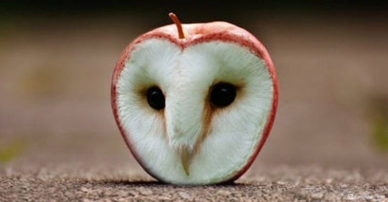 Animals in things - Owl and Apple