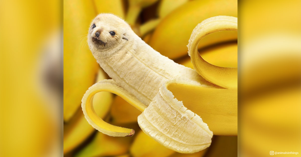 Animals in things - Seal and Banana