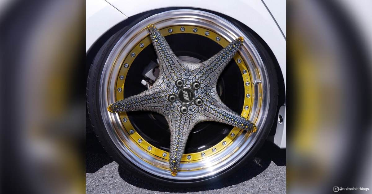 Animals in things - Starfish and Wheel