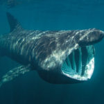 Basking Sharks R Amazing!